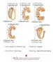 欧米の銅の金メッキのデザイン感は耳の骨を挟んで耳を挟みます。