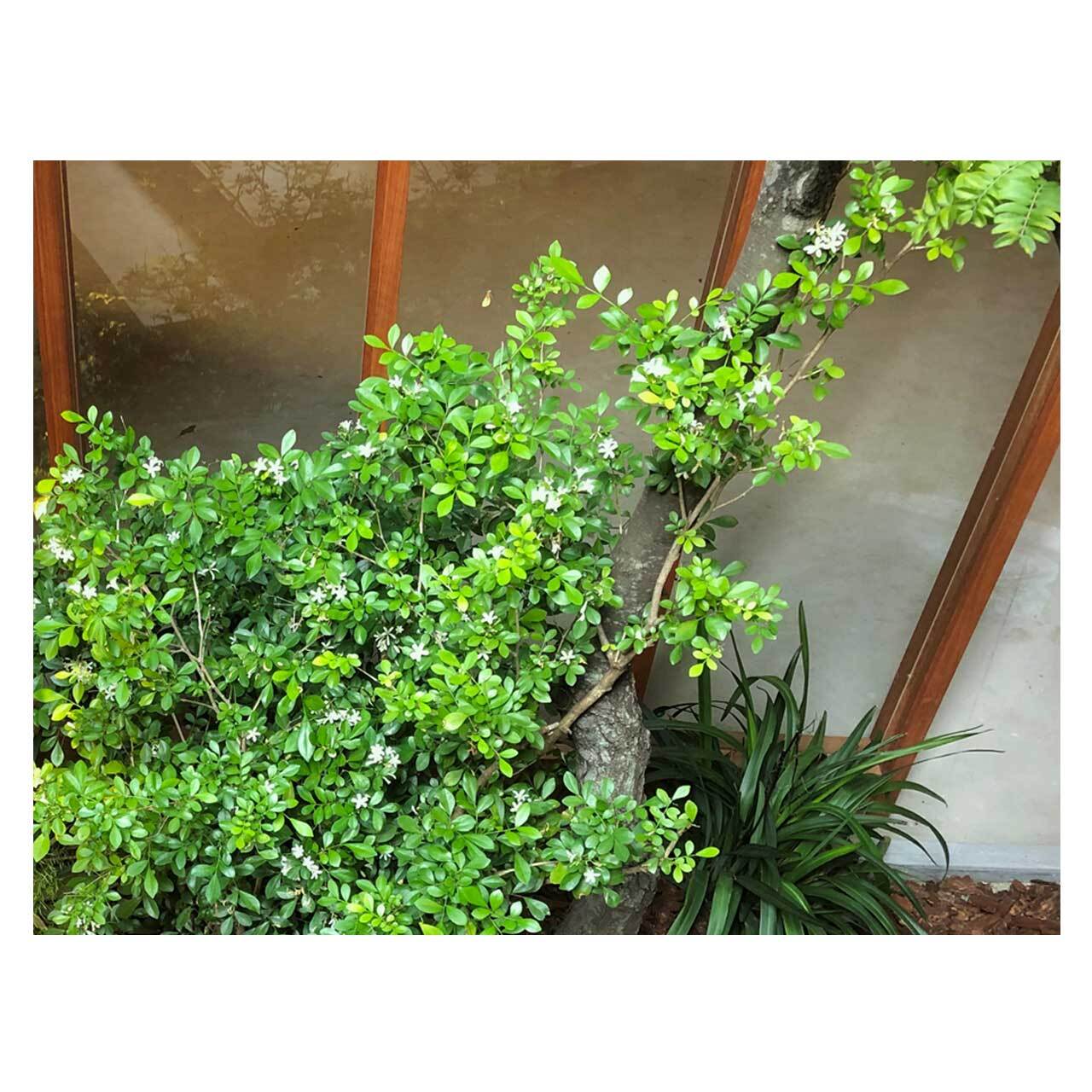 Murraya paniculata | Seeding