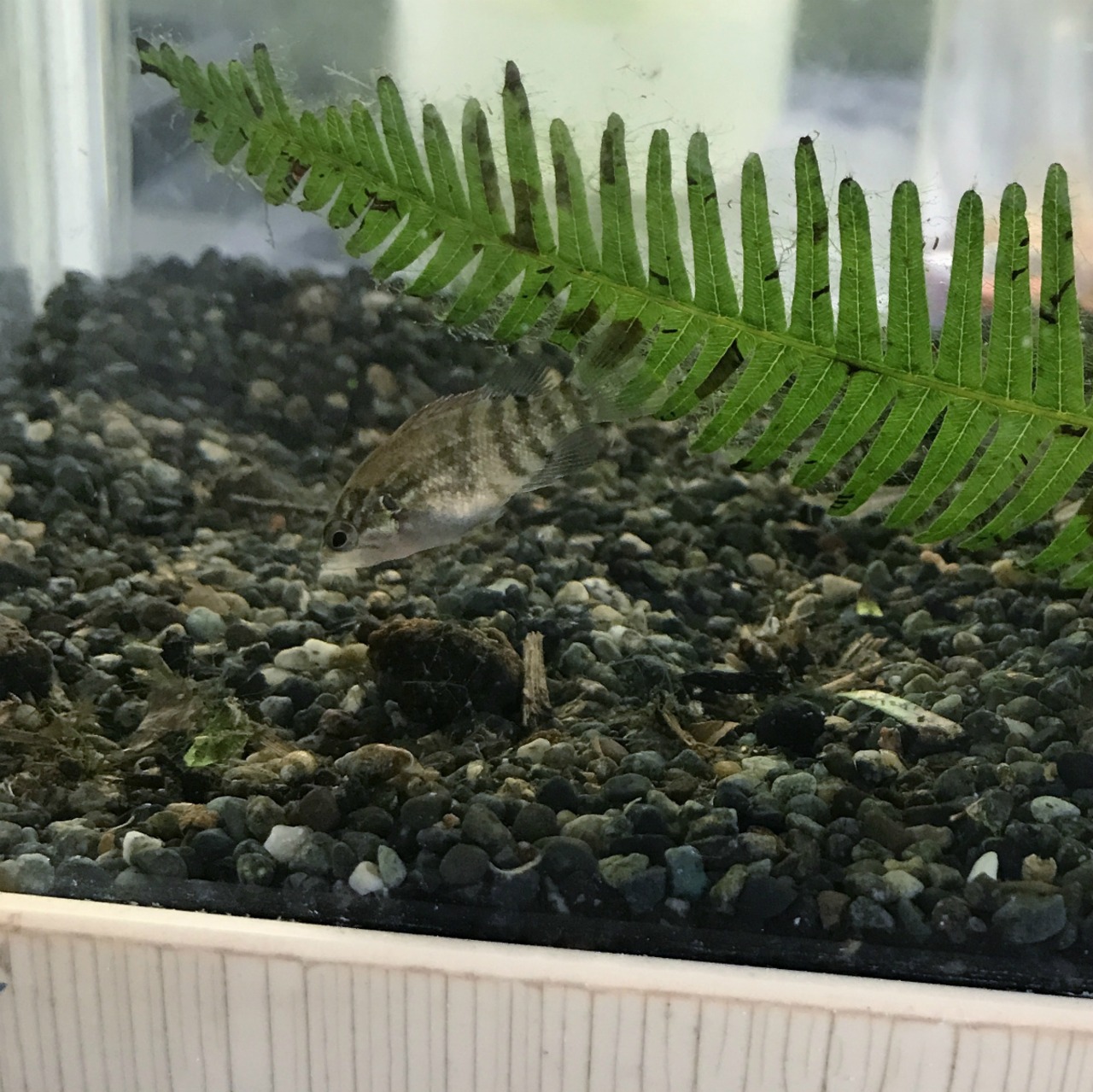 （淡水魚）オヤニラミ　2～4ｃｍ±（1匹）【生体】