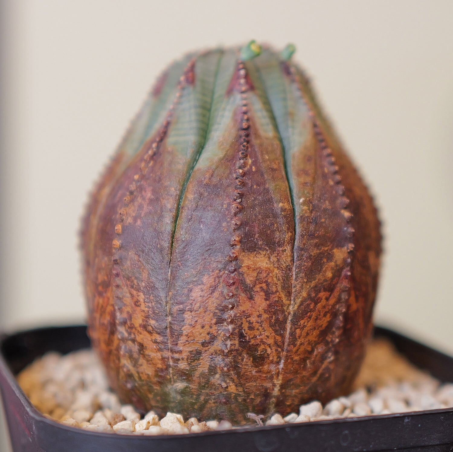 ユーフォルビア オベサ 木質化 大株 ユーフォルビア オベサ 木質化 オールド株 鉢付き ユーフォルビア