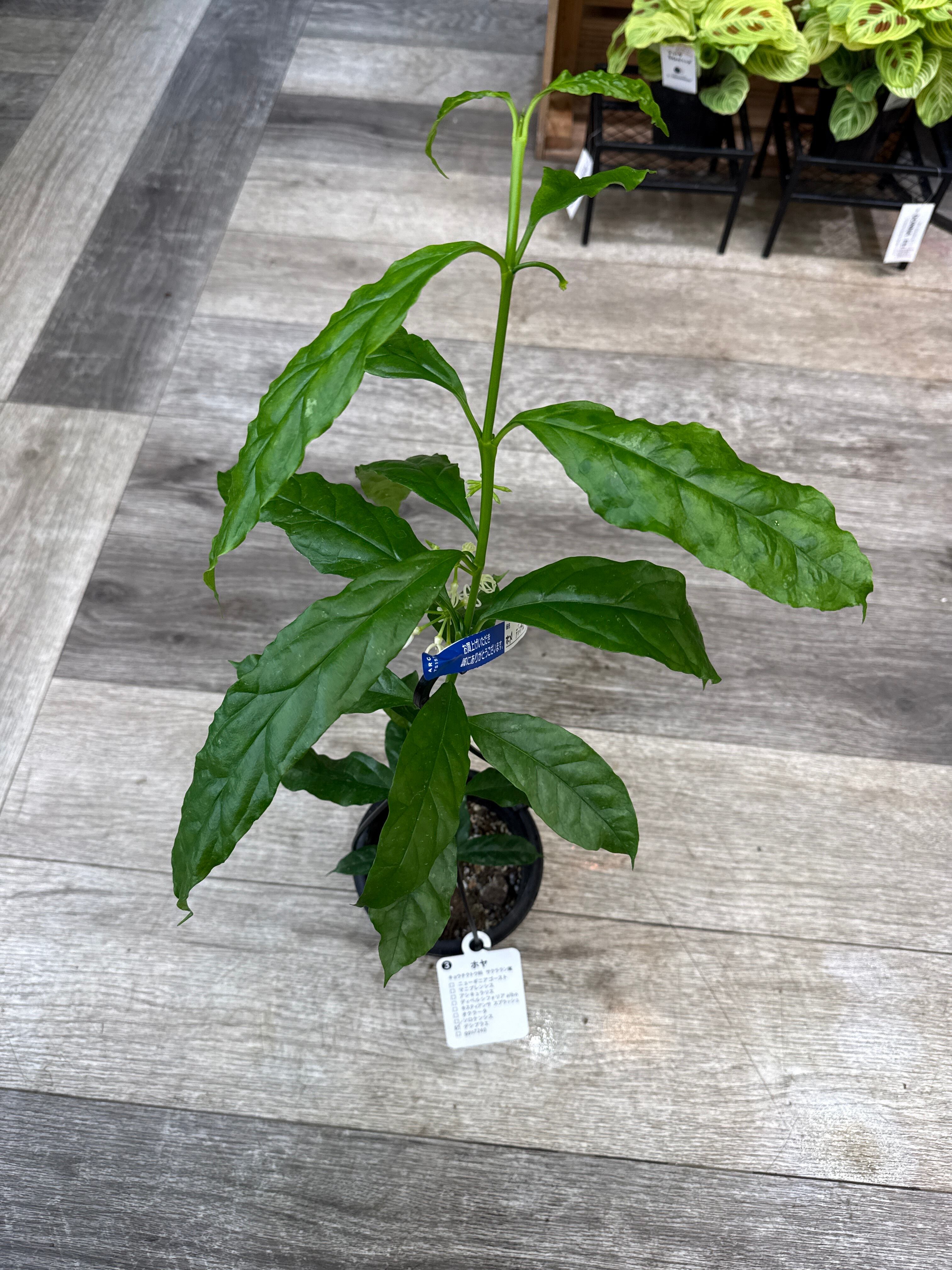 希少！ホヤ デシプラエ | Gardenえん 【観葉熱帯植物】