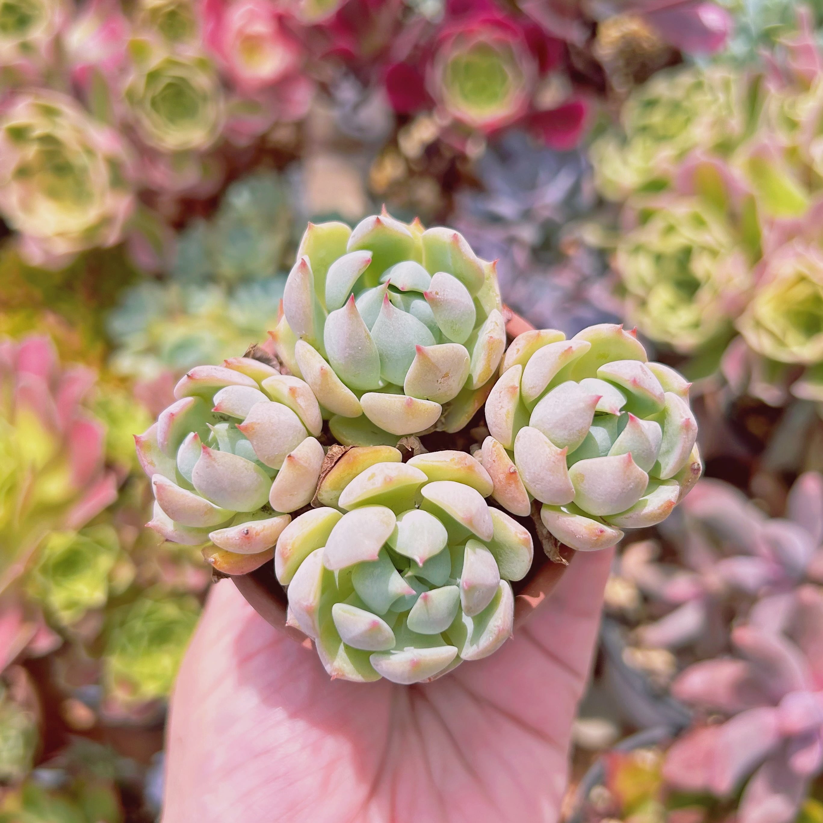 #759現物　多肉植物　 プリズム　抜き苗