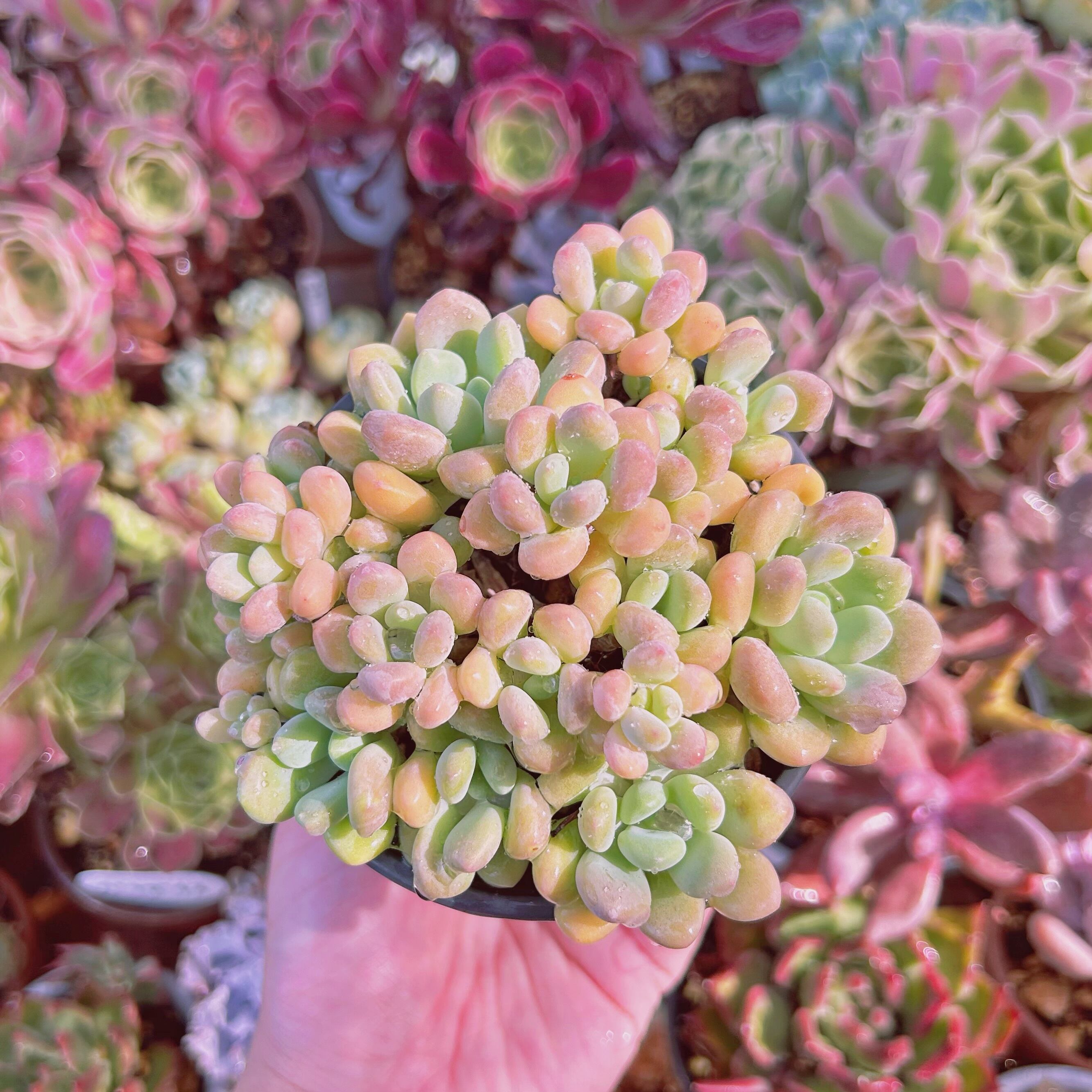 #872現物　多肉植物　 ラブリーディア　抜き苗