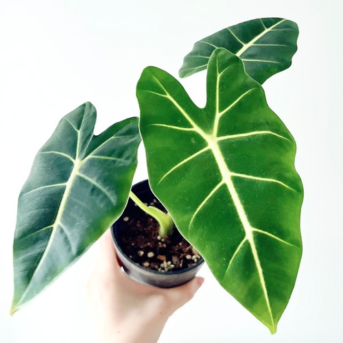 やさしさを纏う アロカシア・グリーンベルベット｜希少種 観葉植物 calm cafe