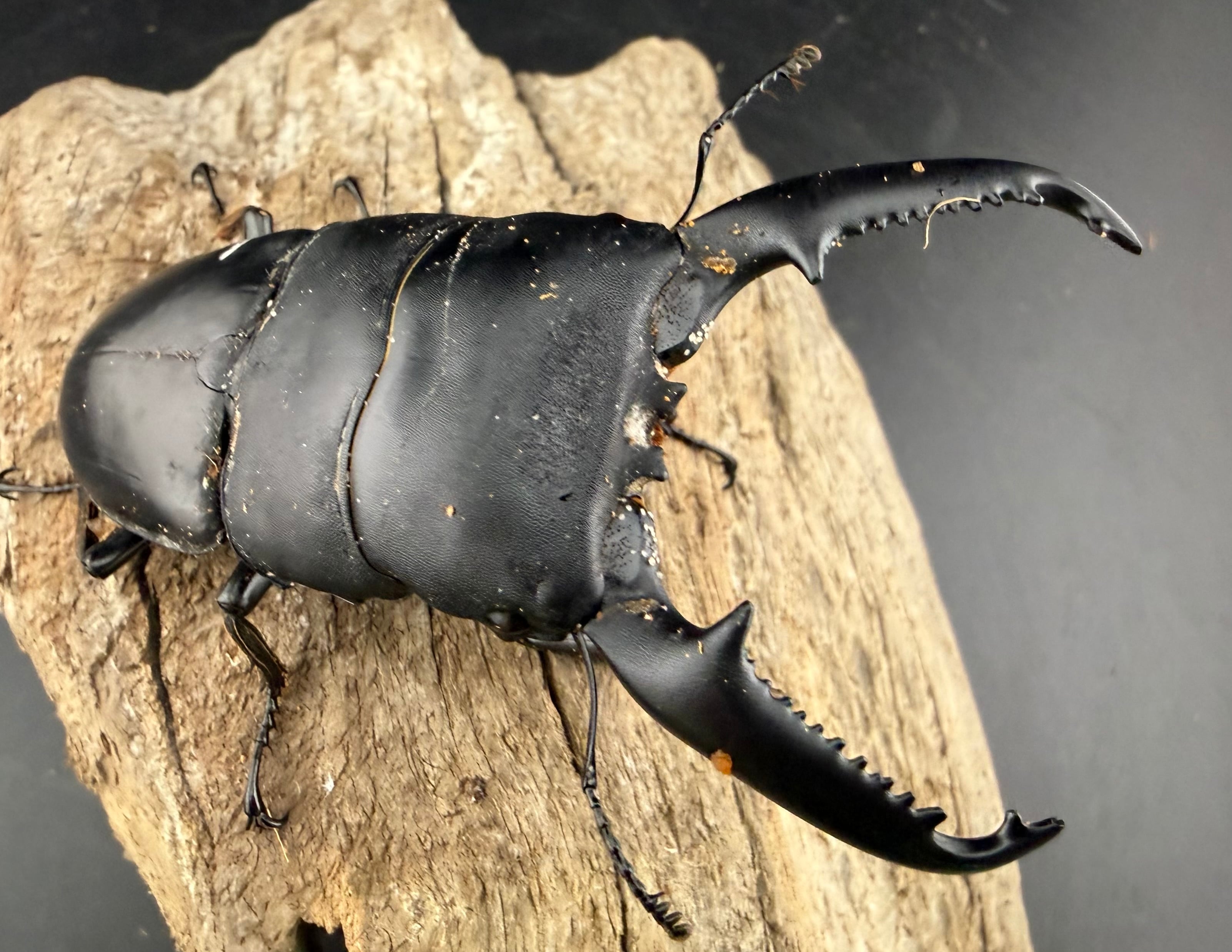 パラワンヒラタクワガタ　106mmペア パラワンオオヒラタクワガタ 106mm ペア》 | KPW公式オンラインショップ