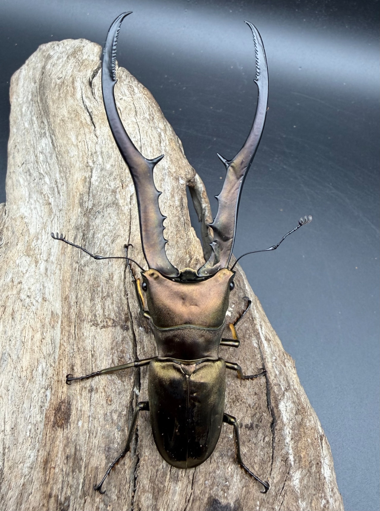 【WD】《メタリフェルホソアカ亜種フィナエ 94mm ペア》