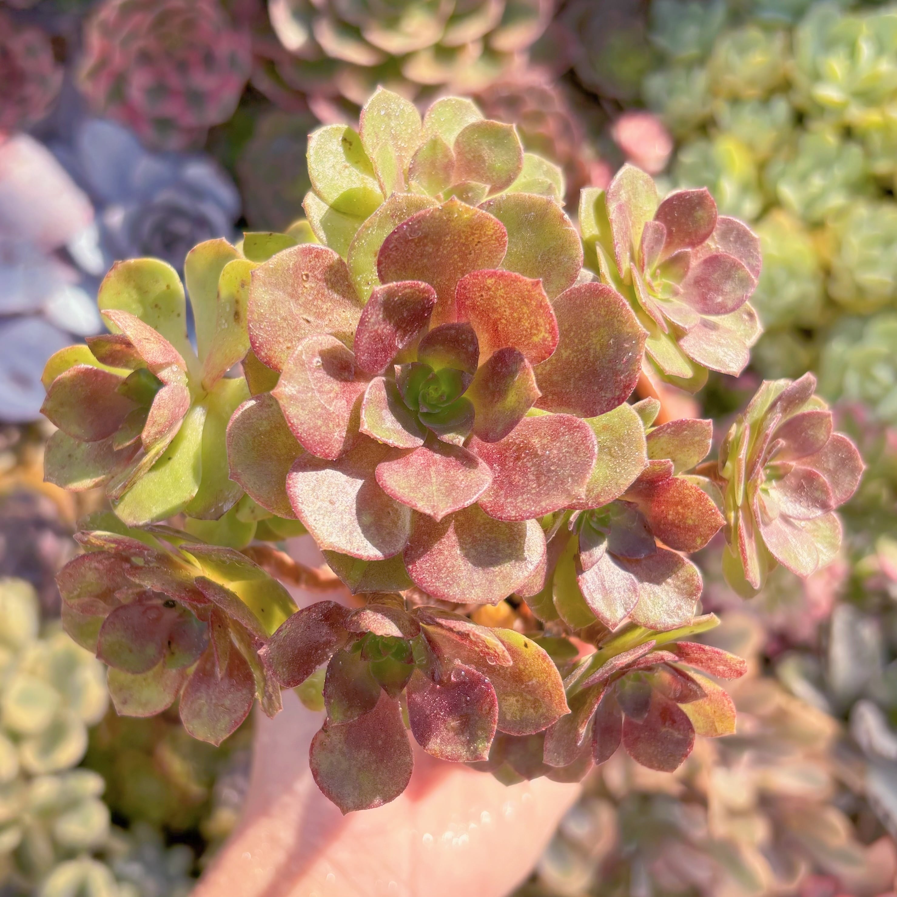 現品　赤焔蓮#D01　群生　るる農園