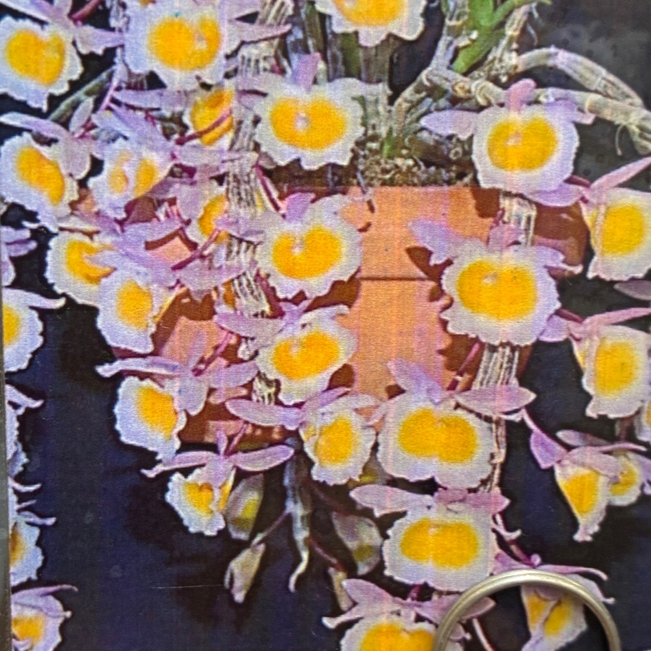 洋ラン　デンドロビウム　Den.polyanthum x sib【721】