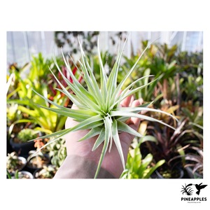 Tillandsia gardneri Natunal Hybrid 【現品】