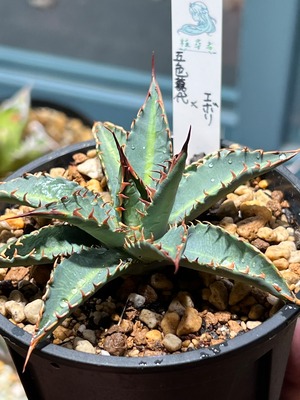 【 五色萬代 × 妖炎】 ⑤