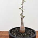 Pachycormus discolor【パキコルムス・象の木・実生】