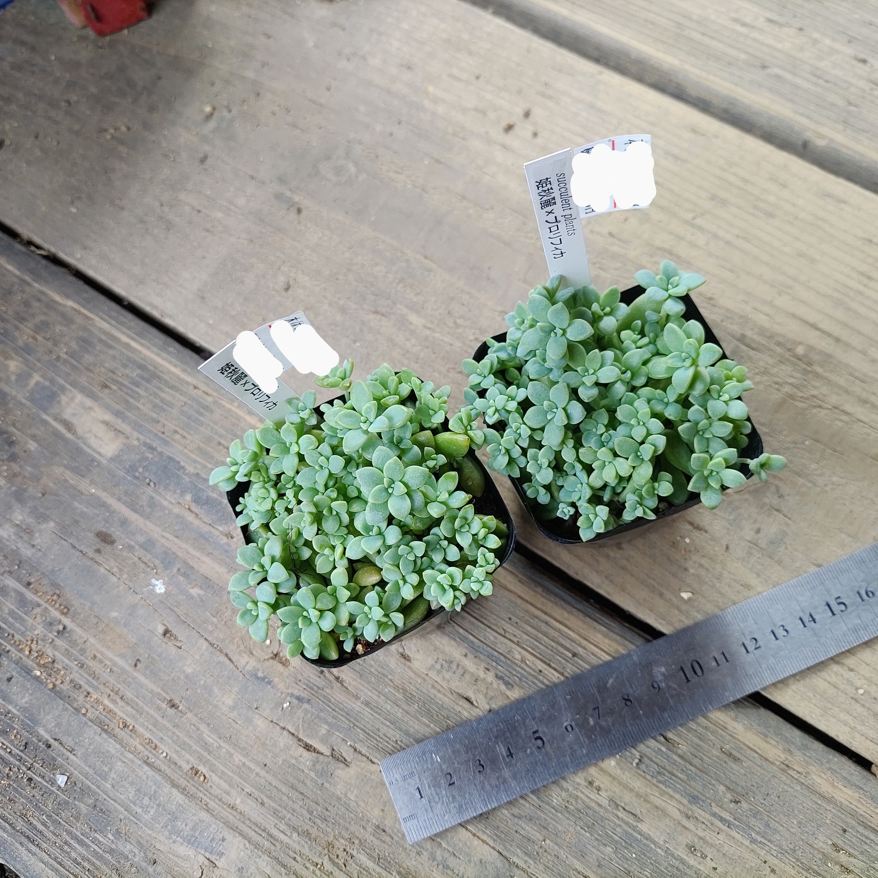姫秋麗xプロリフィカ | RuPo 多肉植物専門店