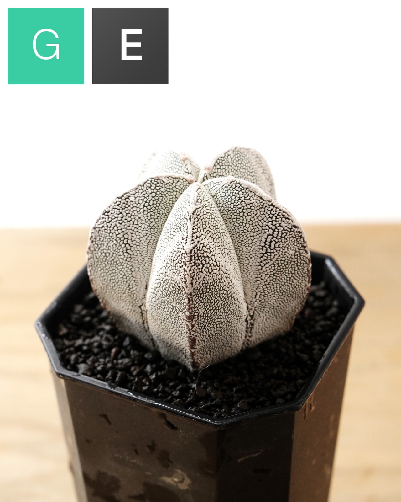 一部発根済カット苗 恩塚鸞鳳玉 S Astrophytum myriostigma 'Onzuka'