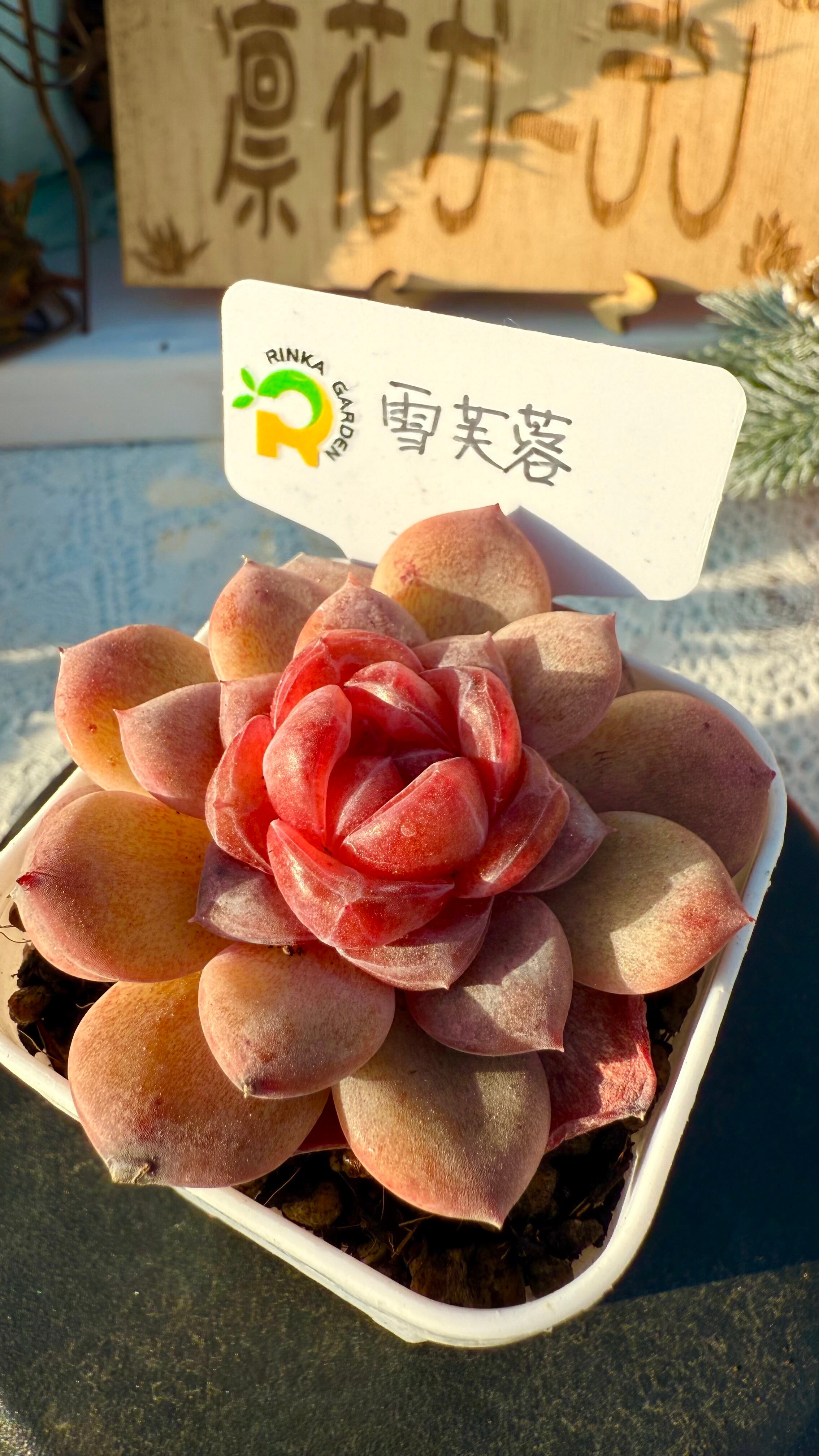 雪芙蓉』糖心多肉 | 凛花ガーデン