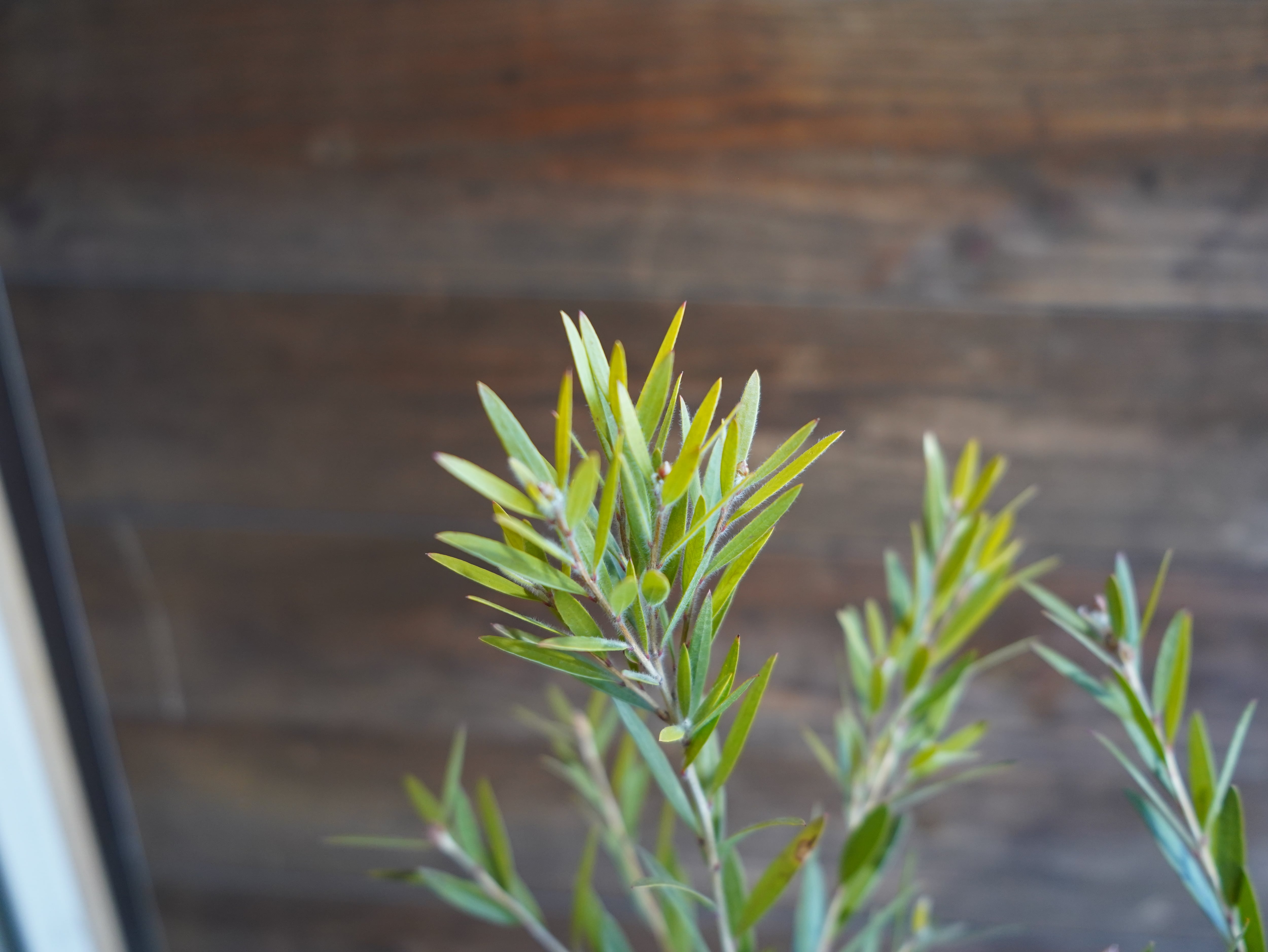 【現物】カリステモン　”ドーソンリバー”