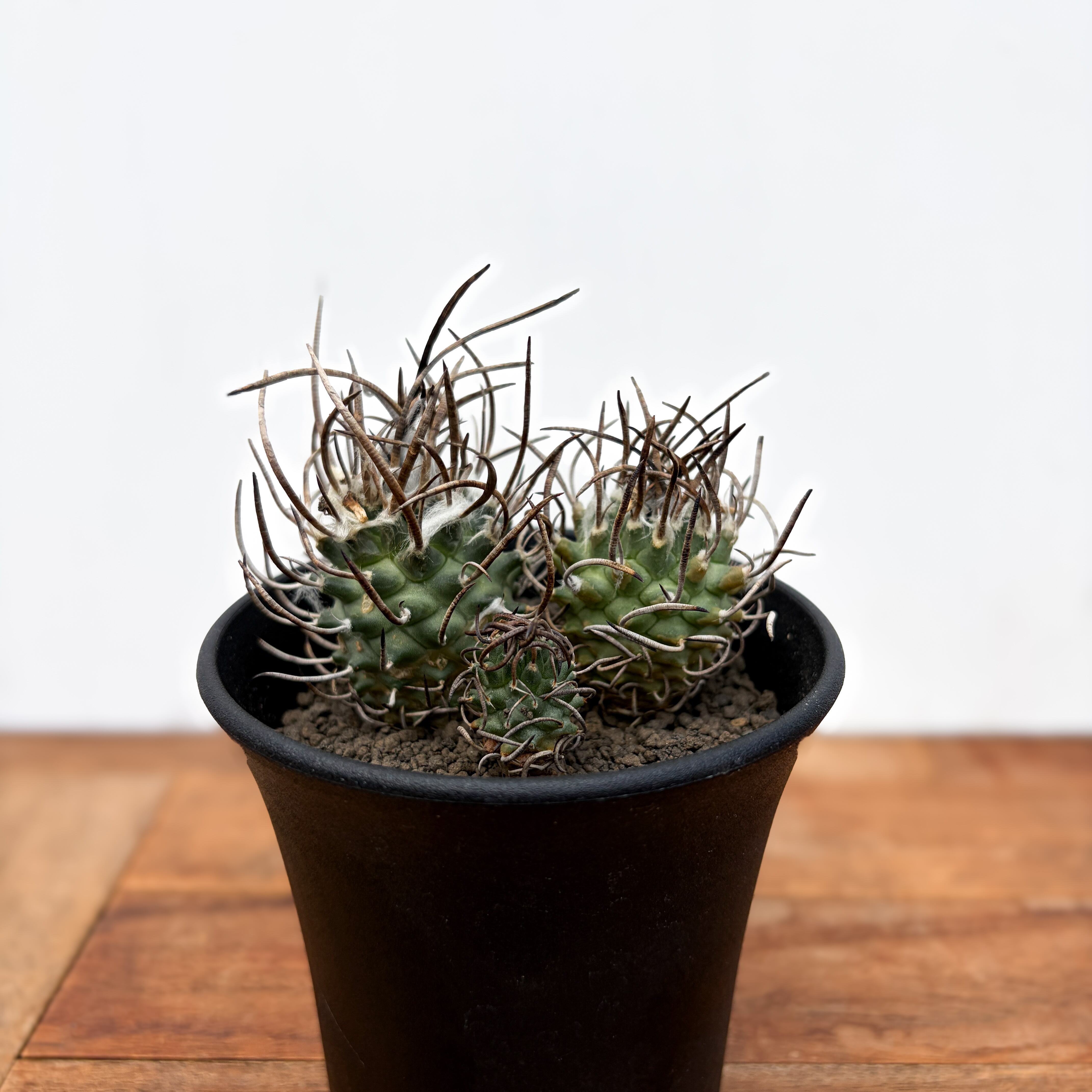 Euphorbia ramulosa【ユーフォルビア・ラムローサ】 | RIMO'S GREEN