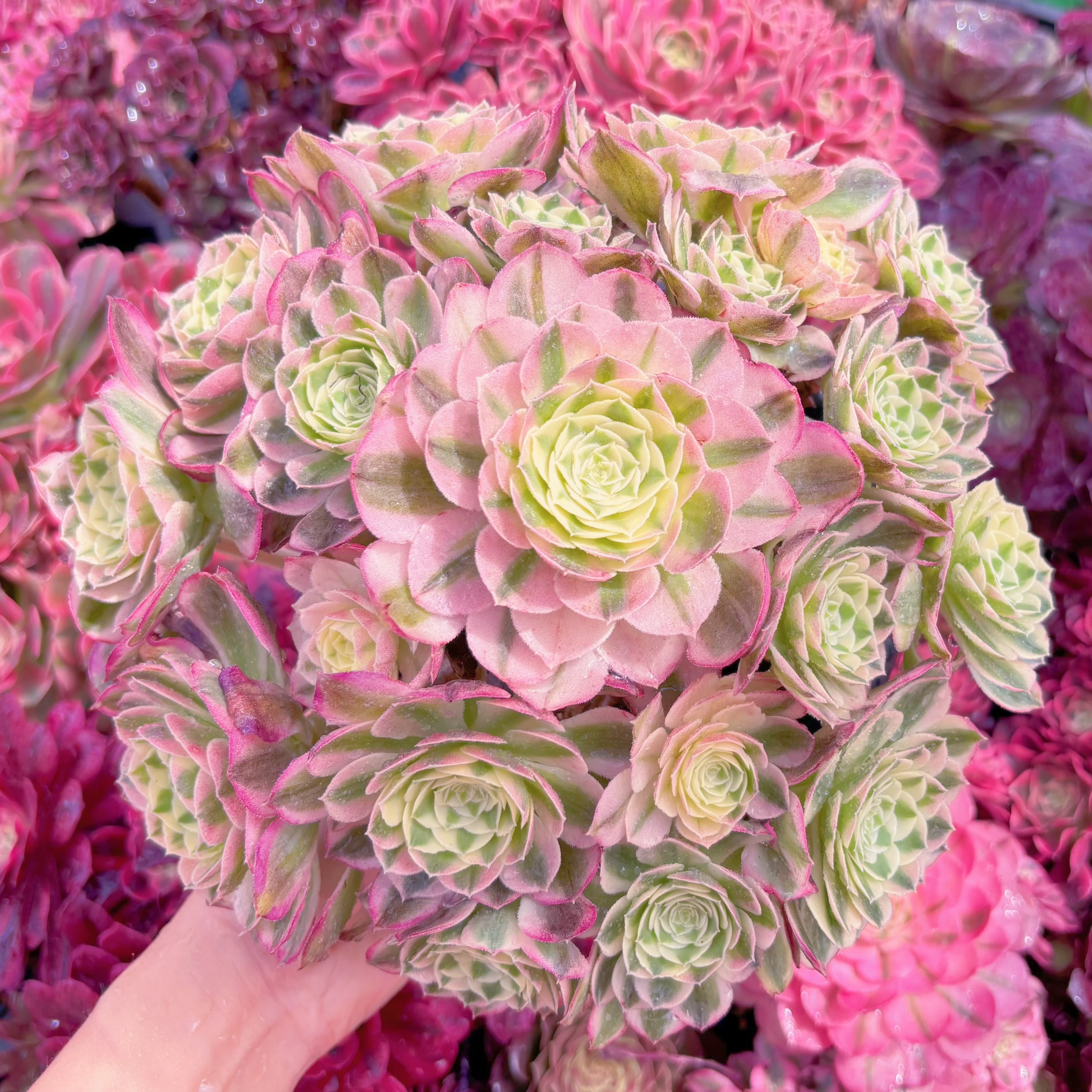 現品　玉姿#861　特大群生　新入荷　るる農園