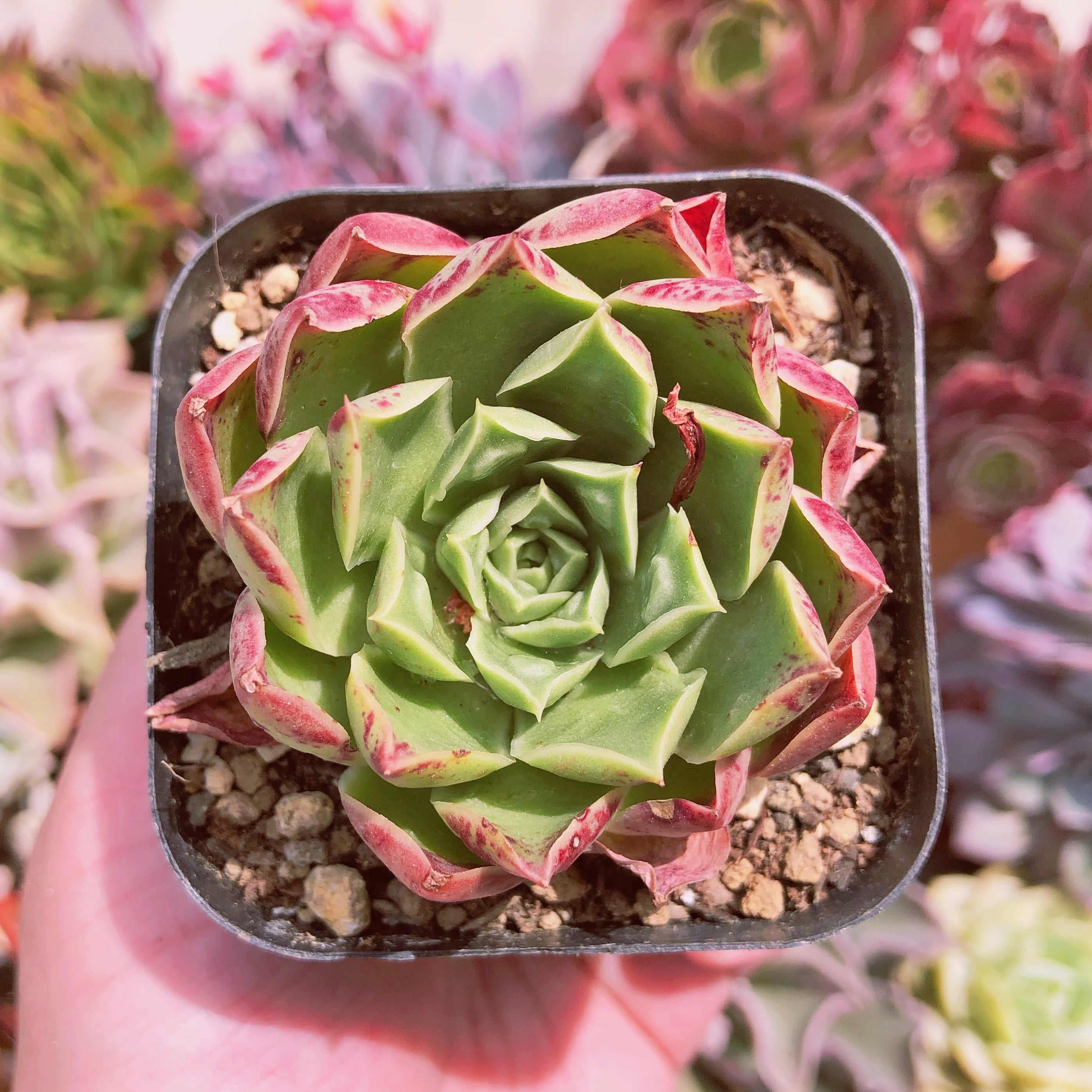 多肉植物 ゴシックローズ | るる農園~多肉植物専門