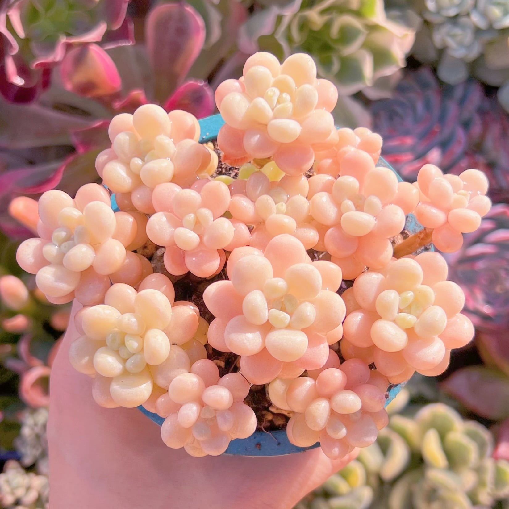 現品　丸葉ストロベリーミルク#291    群生　るる農園