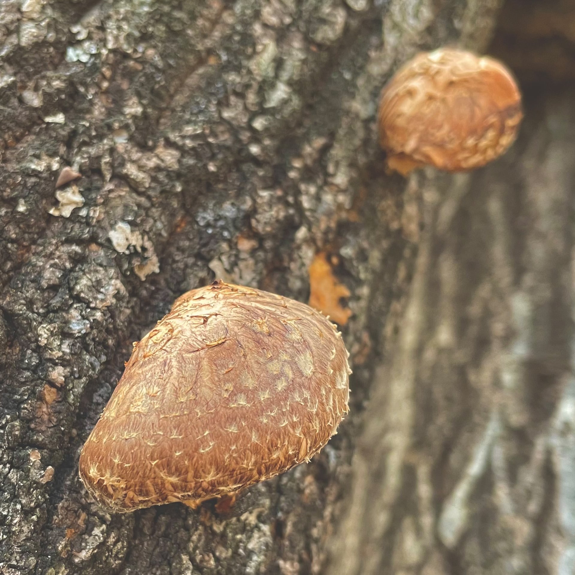 原木椎茸の干し椎茸＜箭木椎茸園＞