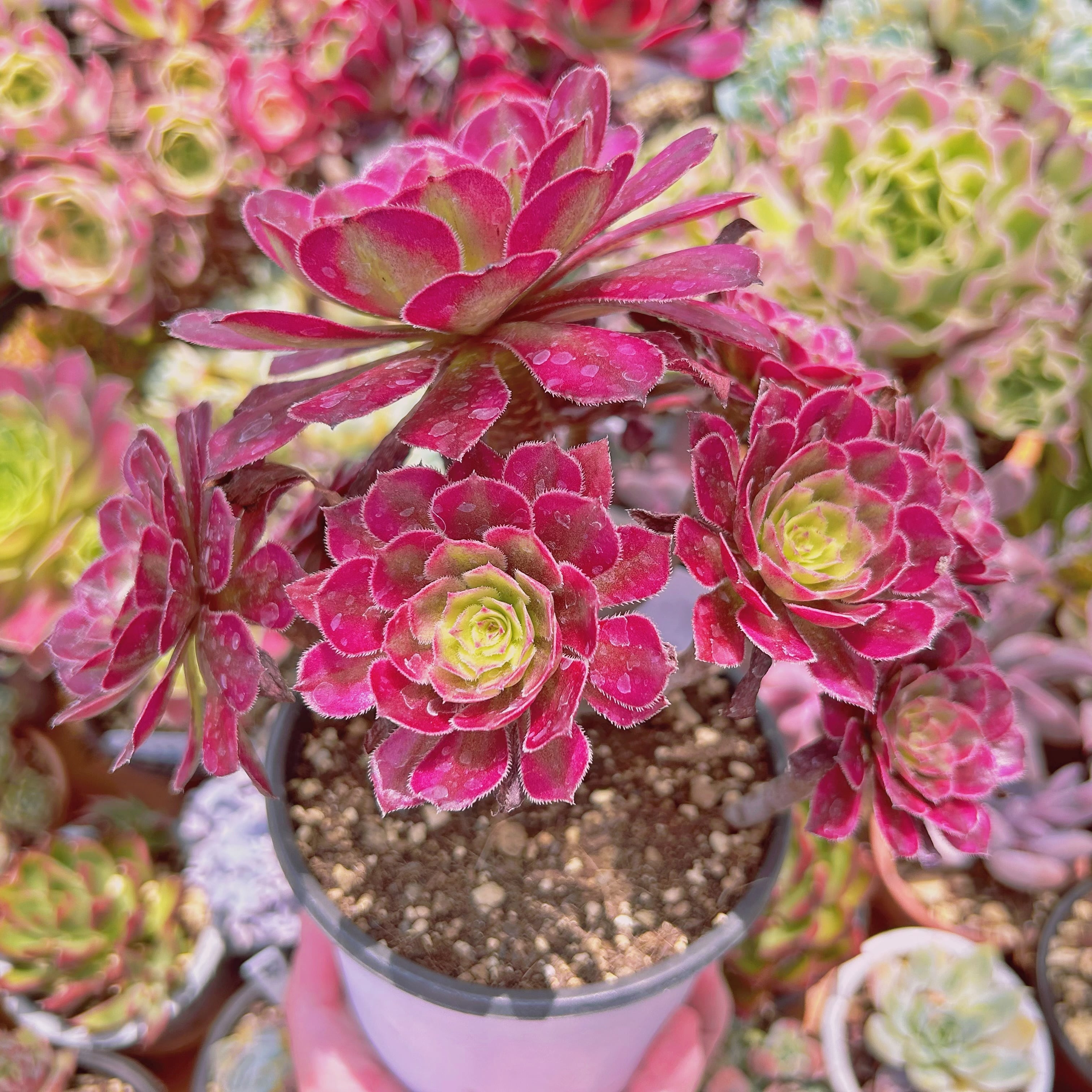 アエオニウム ピンクの魔女法師錦抜き苗 【公式通販】