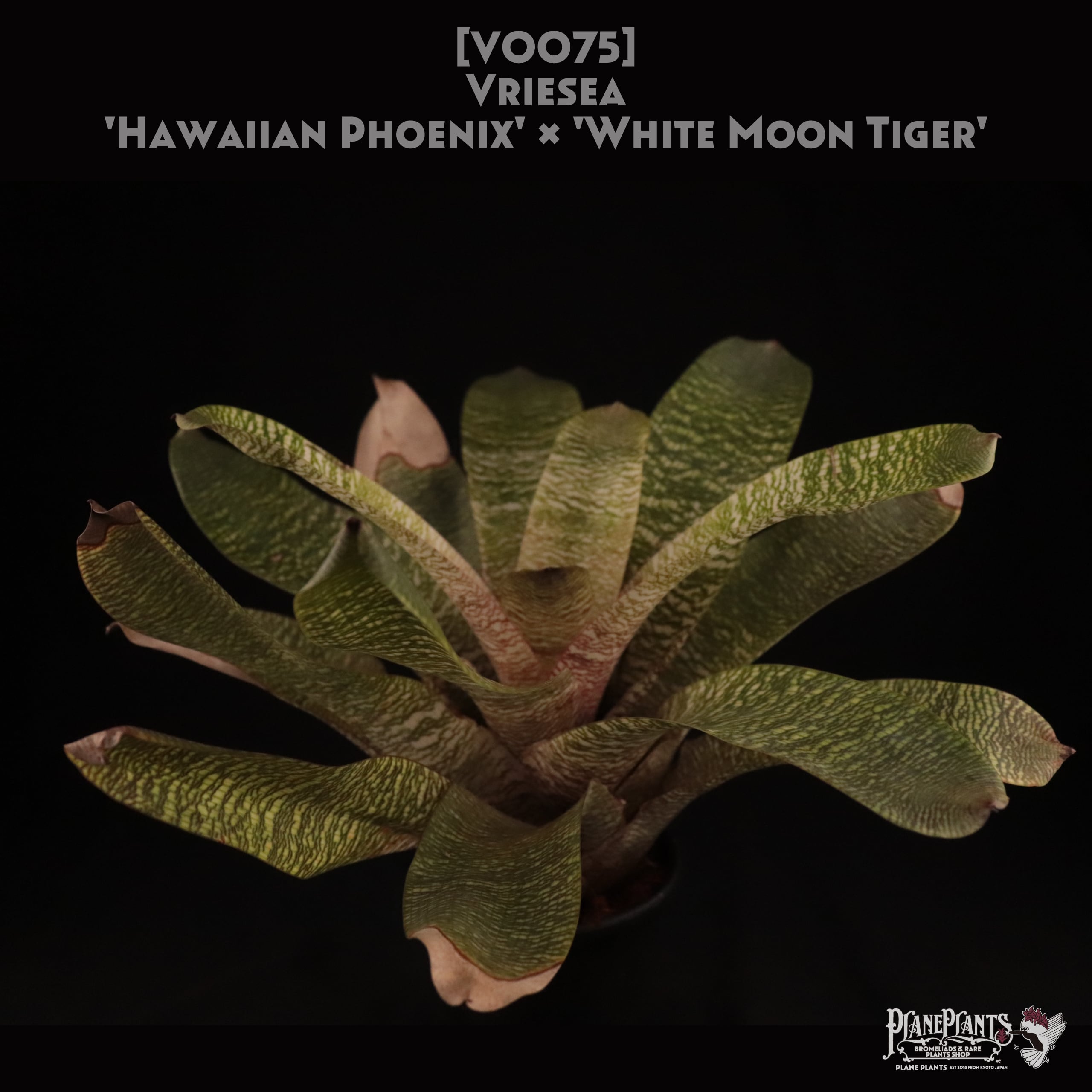 【送料無料】Vriesea 'Hawaiian Phoenix' x 'White Moon Tiger' 〔フリーセア〕現品発送V0075