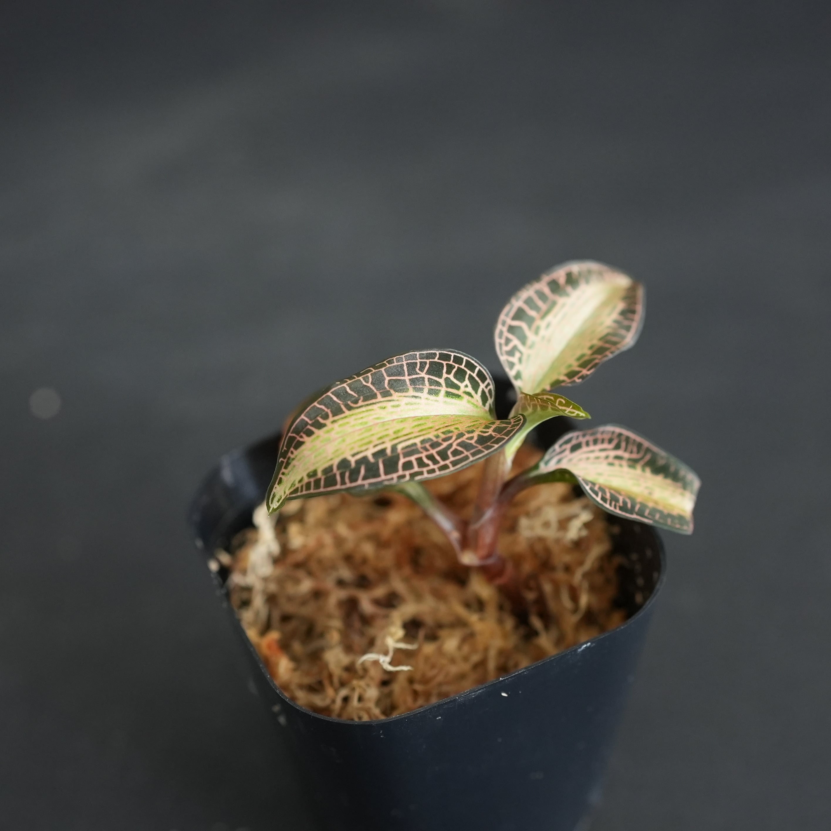 ◇現品◇Goodyera rostellata 'Pla Dang' Phattalung,Thailand