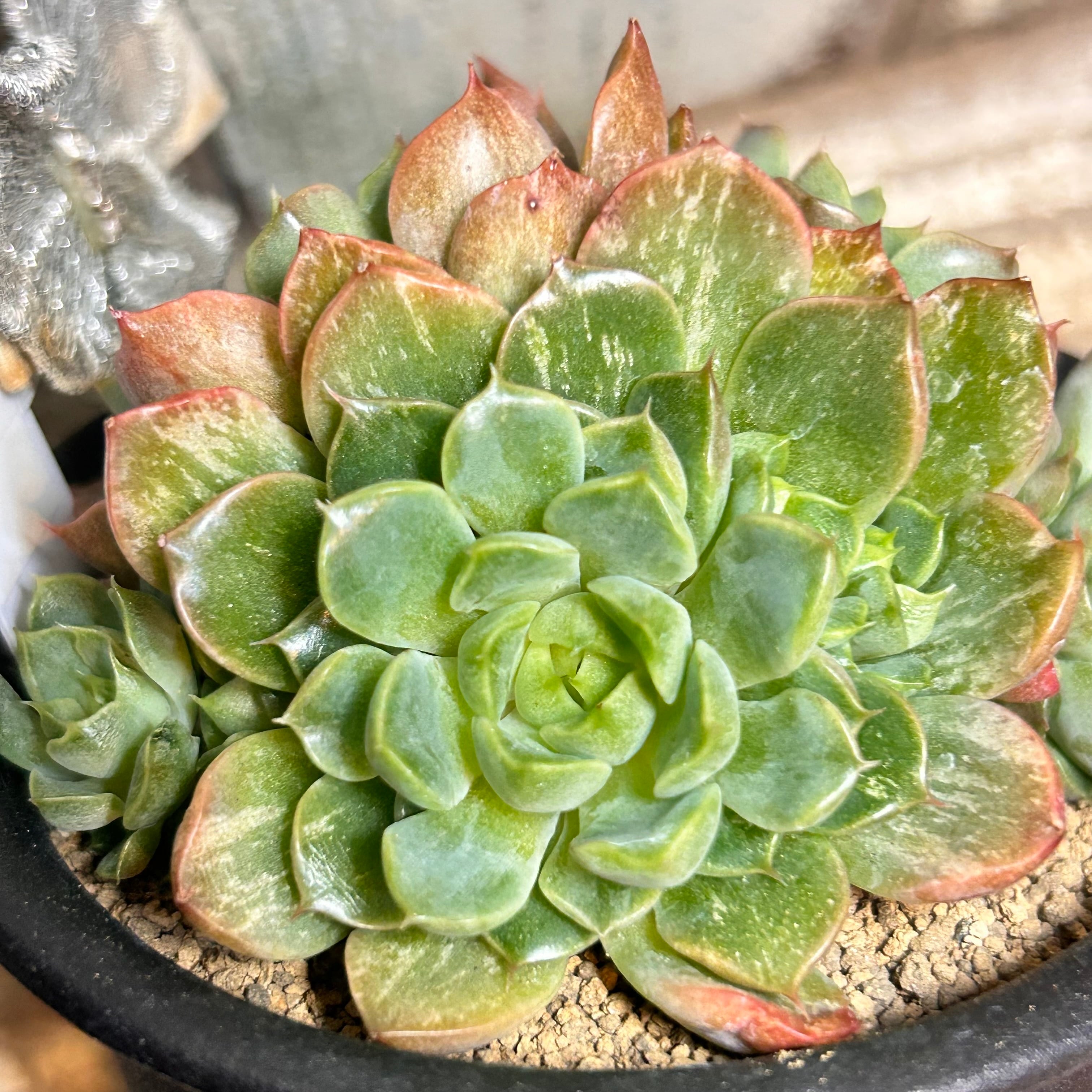 錦 | RuPo 多肉植物専門店