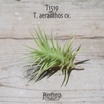 【送料無料】aeranthos cv.〔エアプランツ〕現品発送T1519
