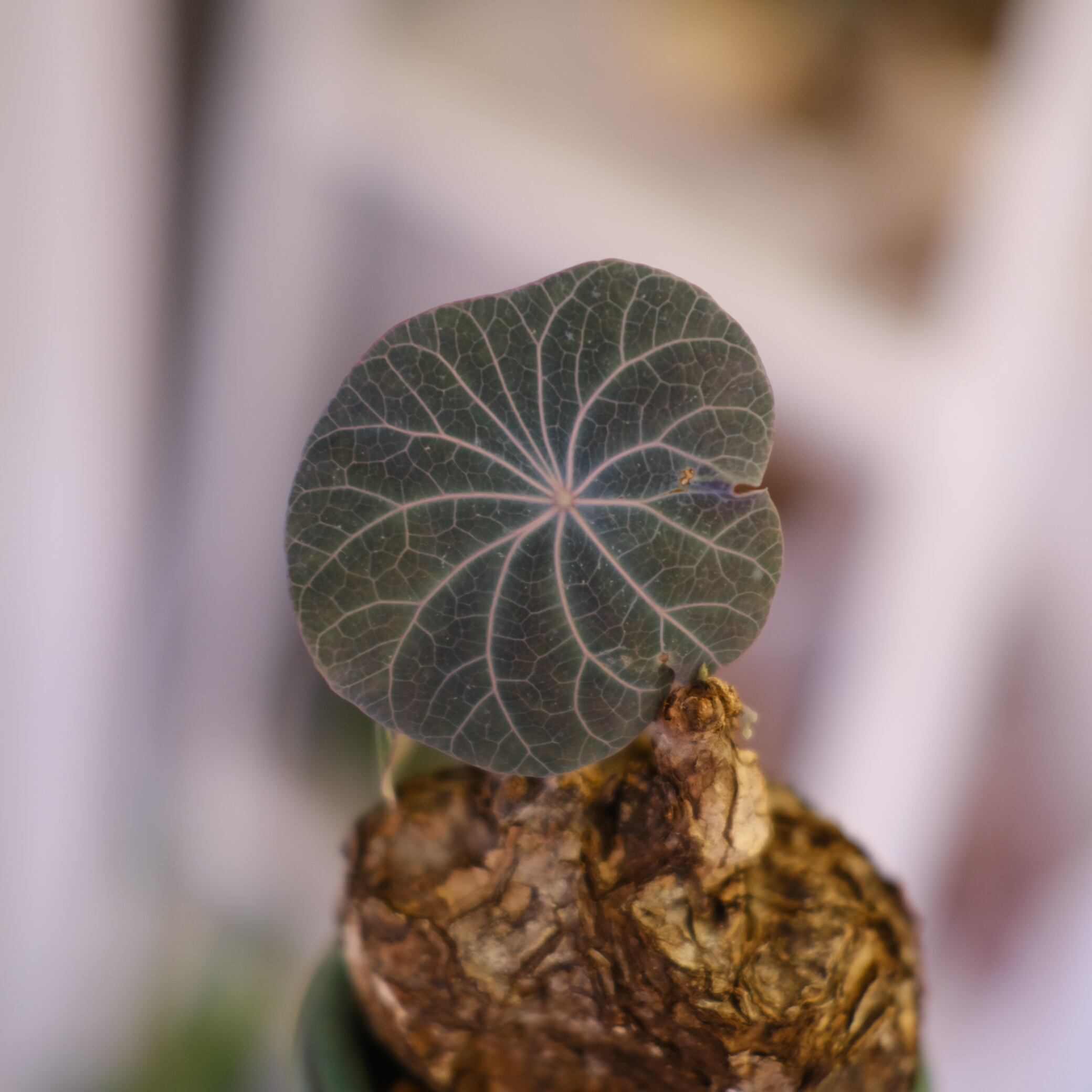 Stephania kaweesakii│ステファニア カウィーサキー⑤│観葉植物