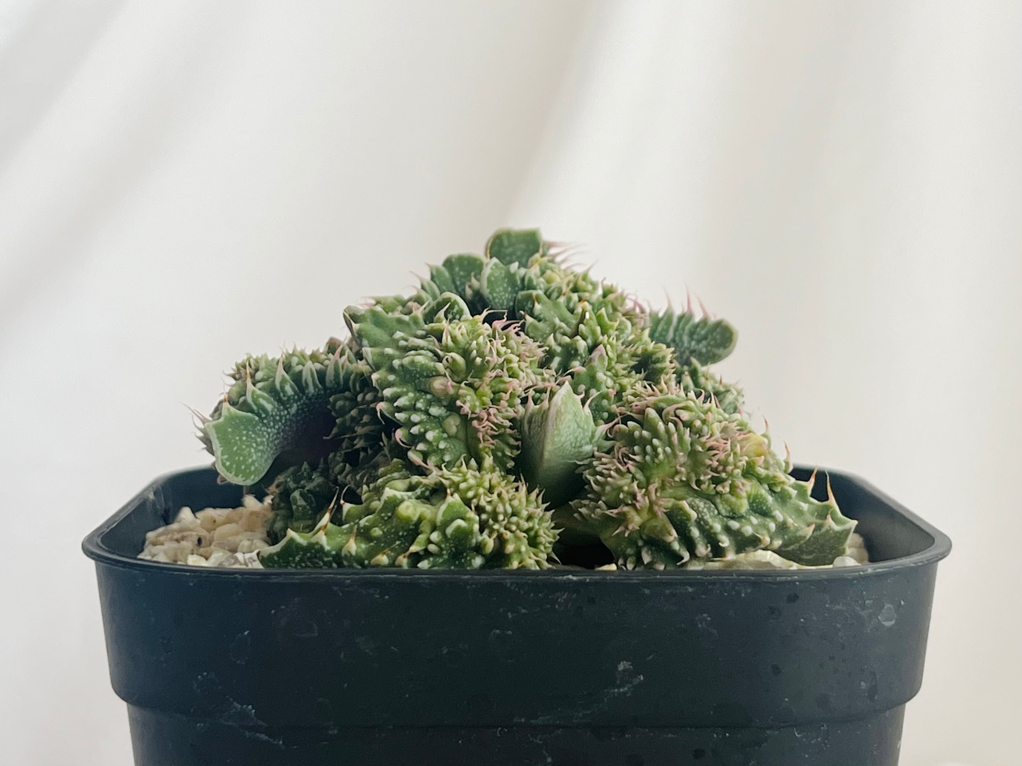 Succulent 多肉植物 | plants MARU ーサボテン・多肉植物のお店ー