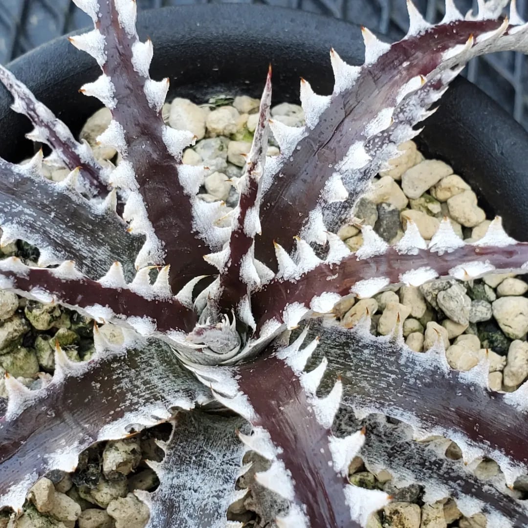 F00530_Dyckia 'Mekong Delta'：ディッキア・メコン・デルタ（子株