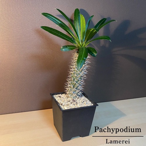 パキポディウム ラメレイ コーデックス 塊根植物 ラメリー 5寸鉢
