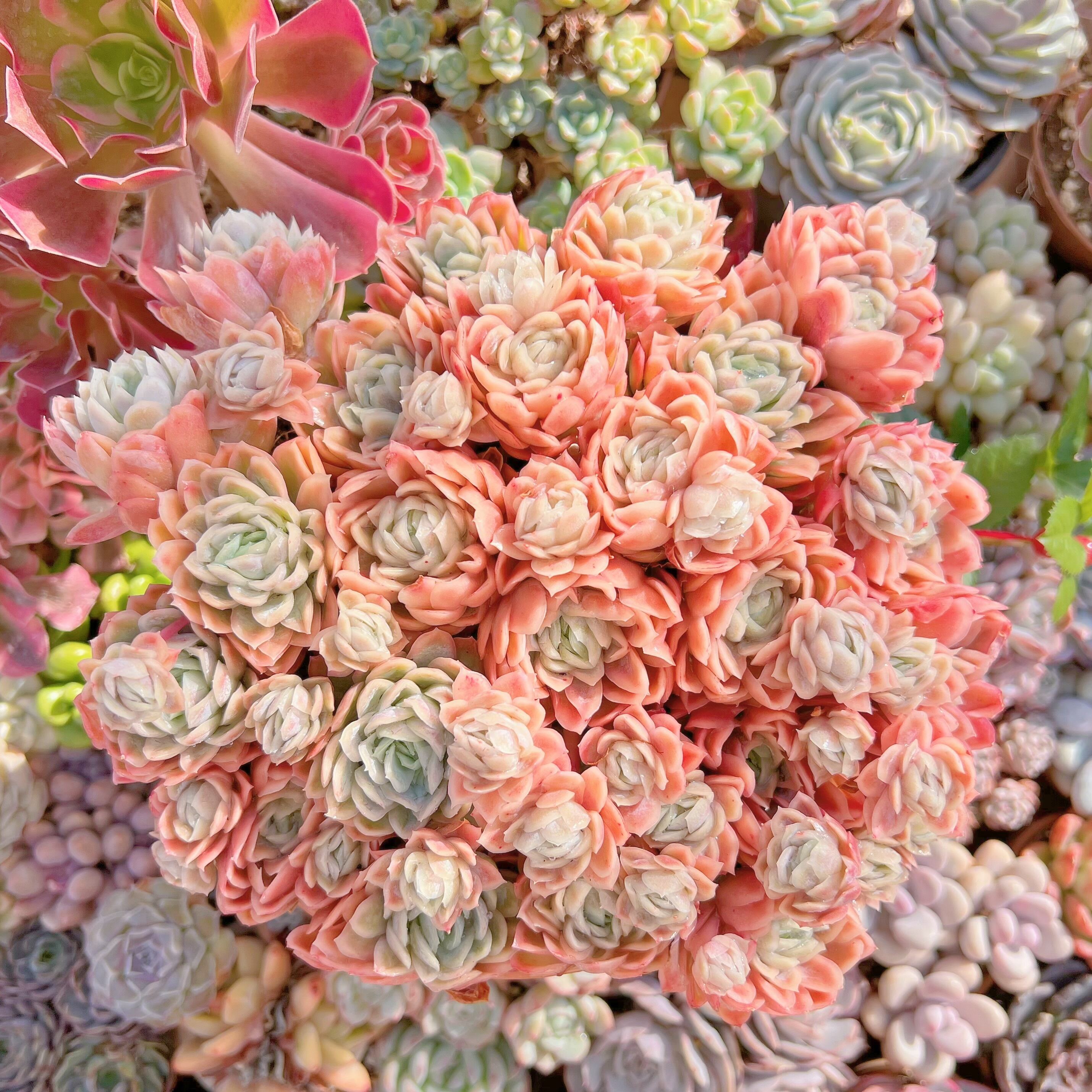 現品　クィーンローズ覆輪錦#024　特特大群生　約28cm　新入荷