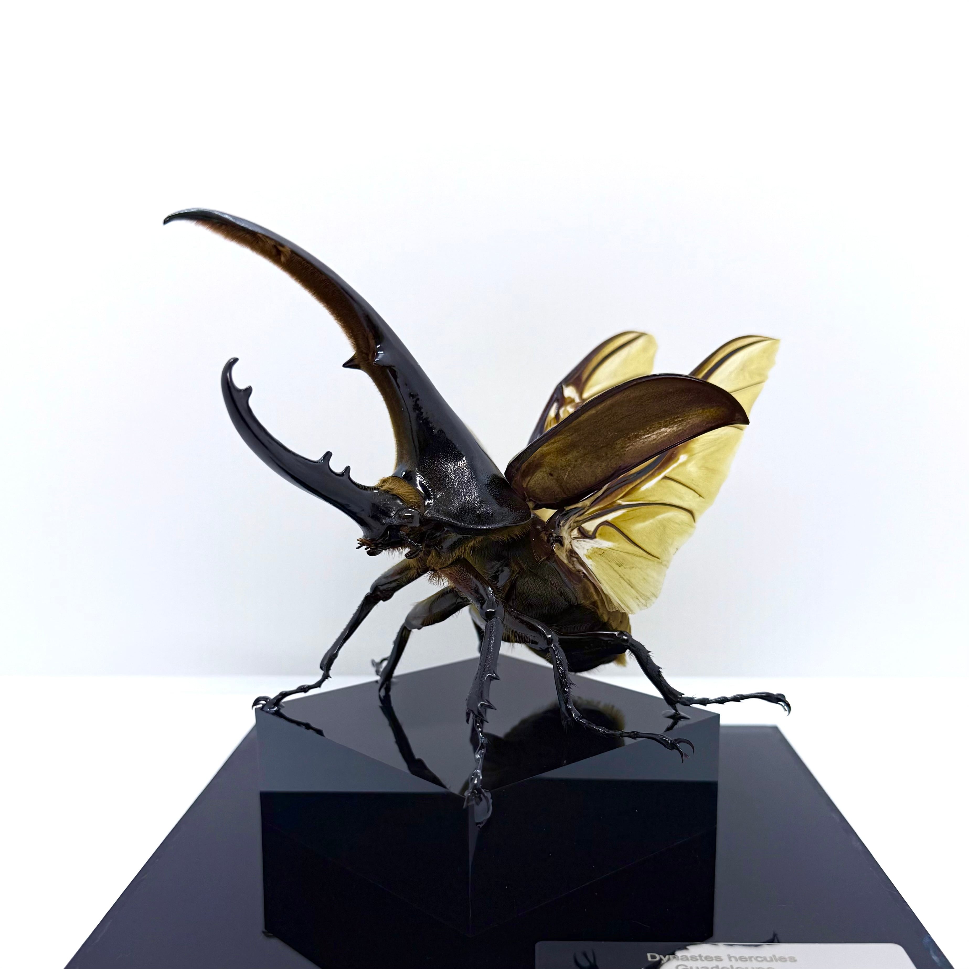 立体標本 / ヘラクレスオオカブト