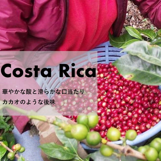 コスタリカ「ラ・ロカ　エル・アルト」中煎り　200g