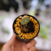 Stephania kaweesakii / ステファニア カウィーサキー㉗/ 観葉植物