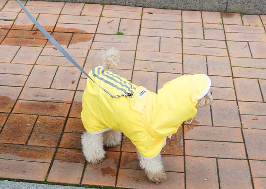 himawari raincoat S ~ 2XL / 犬服 新作 レインコート  光る 防水 ドッグウェア 犬 レインウェア フード付き 小型犬 中型犬 ペット用品 ワンコ服