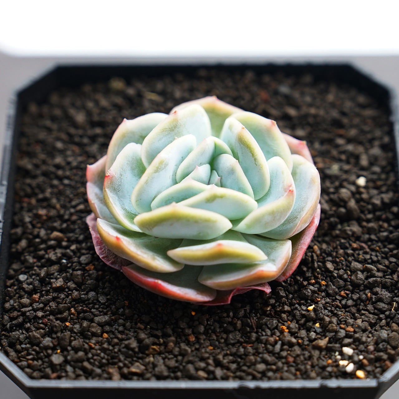 カット苗 ポトシナ Echeveria elegans 'Potosina'