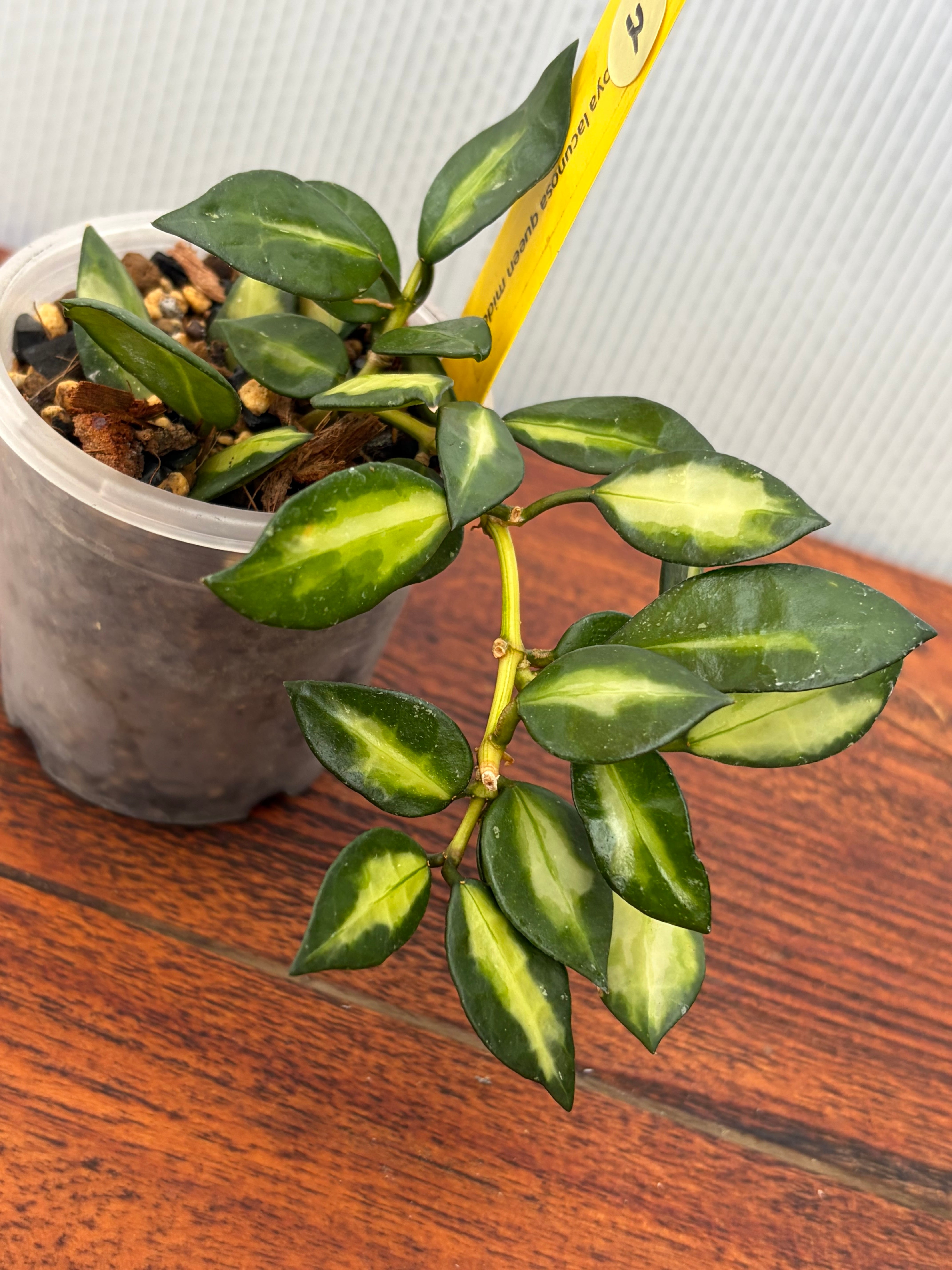 Hoya | BALI-AN 園芸