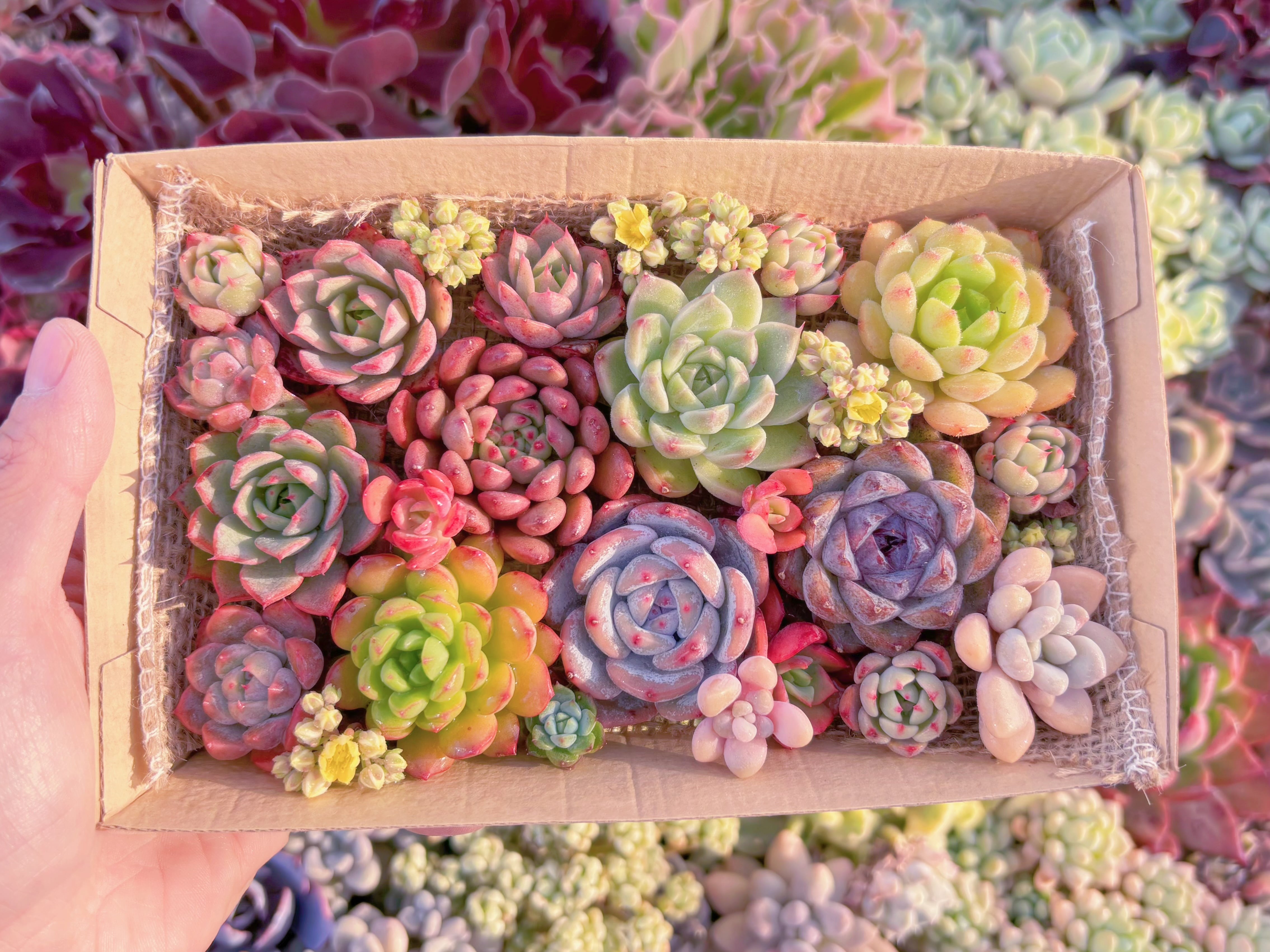 現品　寄せ植えセット#568　12cmx20cm　るる農園