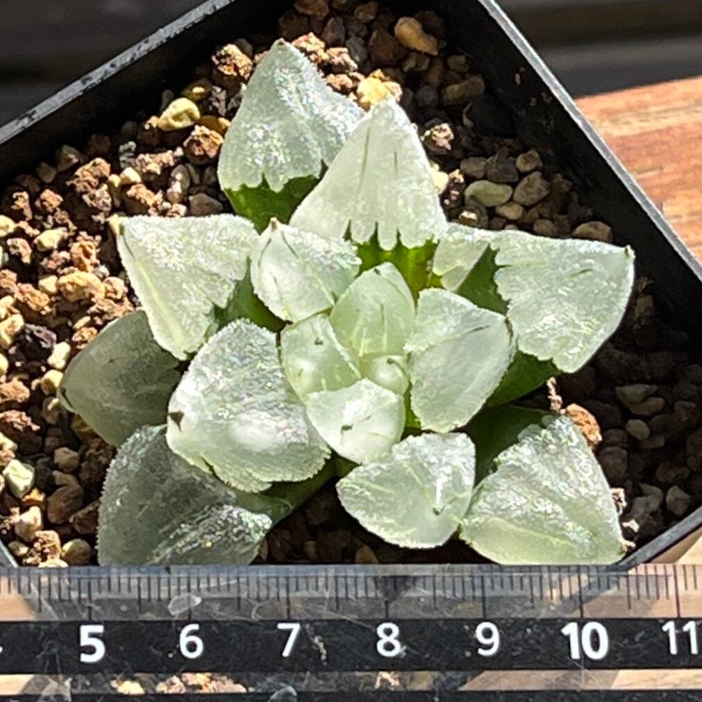 ハオルチア ピグマエアミュータント実生 特異株 | mocono_plants