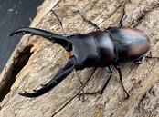 【WD】《スピネウスノコギリクワガタ 47mm ペア》