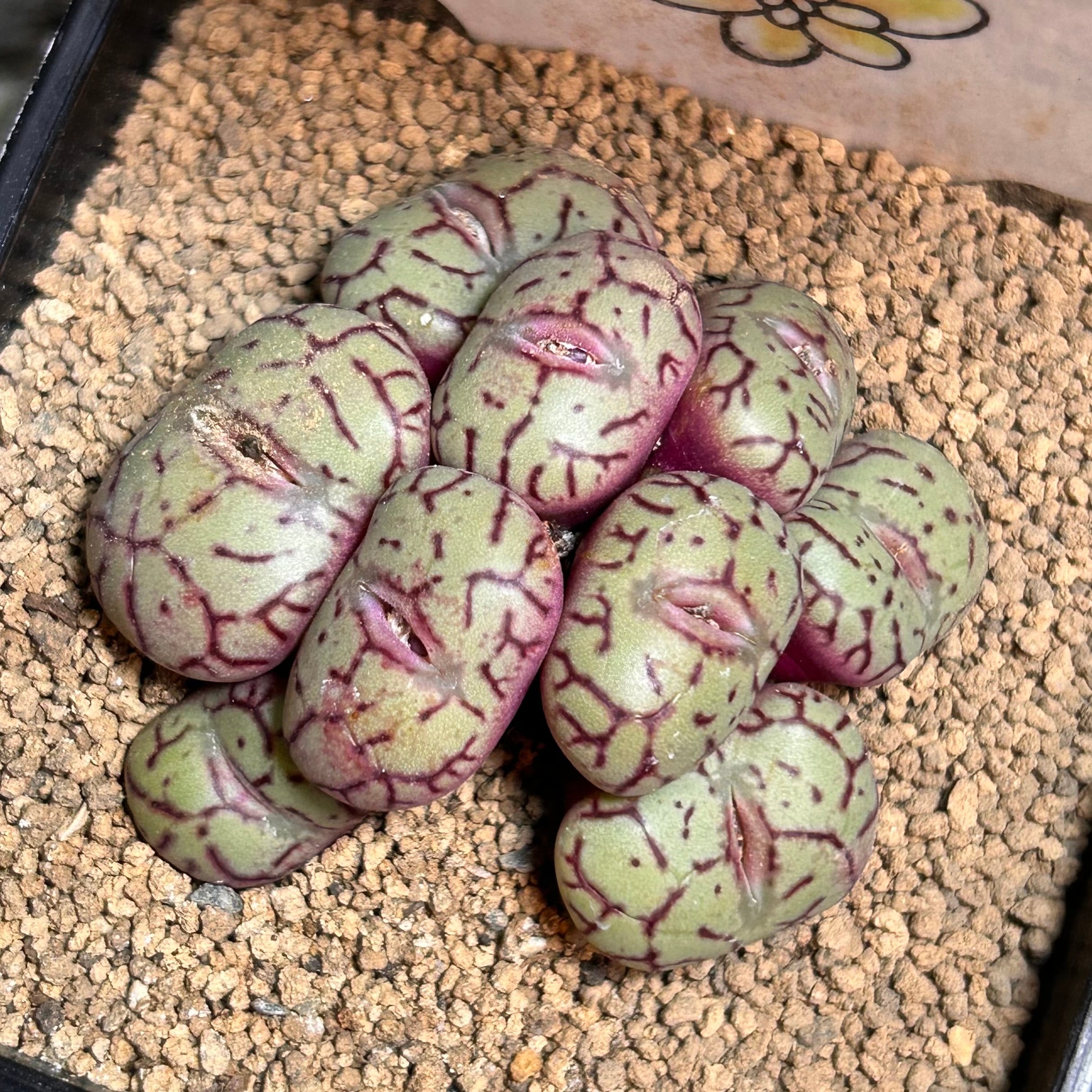 コノフィツム | RuPo 多肉植物専門店