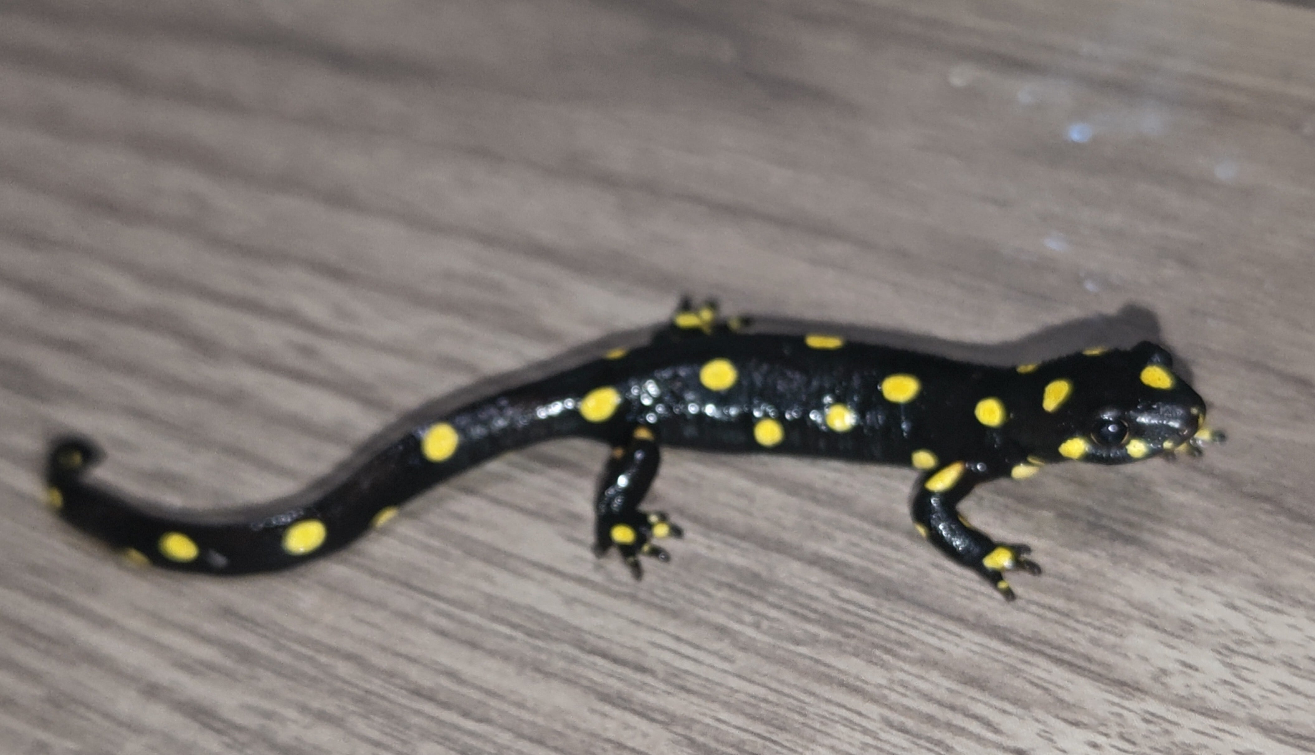 ストラウヒツエイモリイモリ2024CB ストラウヒツエイモリイモリ2024CB