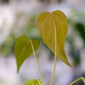 【希少】Anthurium Queen of Heart / アンスリウム クイーン オブ ハート⑭ / 観葉植物<育て方・花言葉>