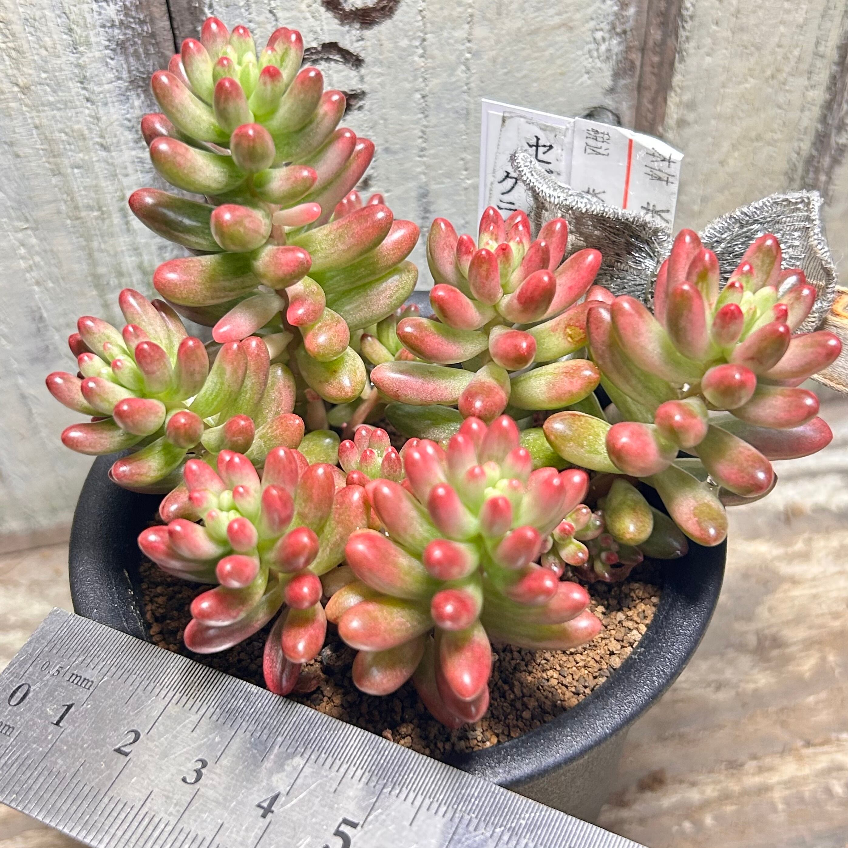 クラウゼン錦 セダム | RuPo 多肉植物専門店