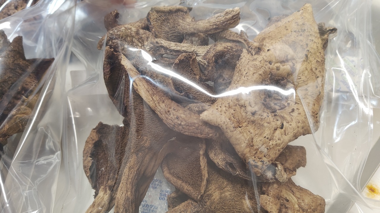 【秋茸の嬢王】香茸/コウタケ/ イノハナ/獅子茸/100g【天日乾燥】