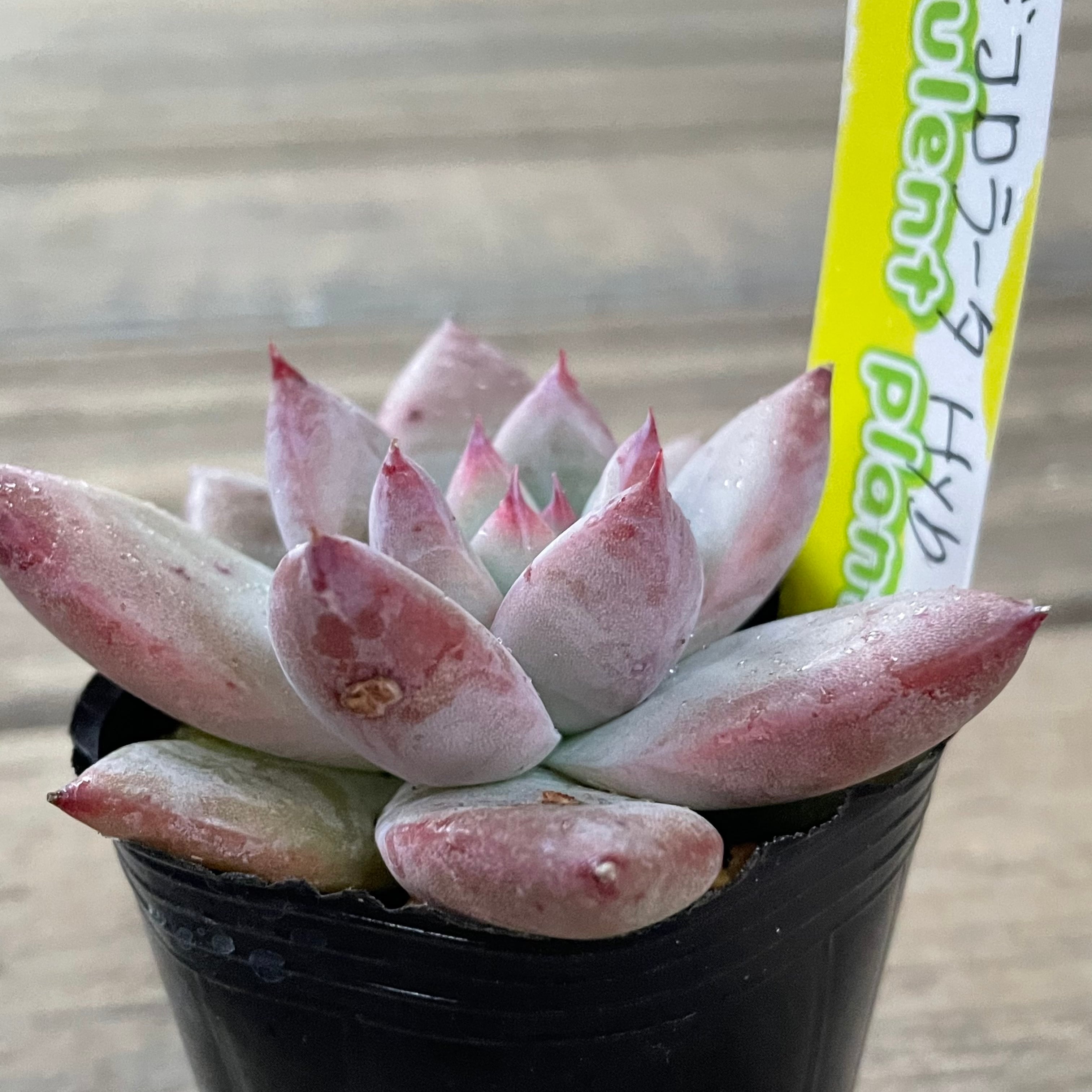 多肉植物　コロラータHby ワイルドコロラータhyb | RuPo 多肉植物専門店 多肉植物 コロラータHby