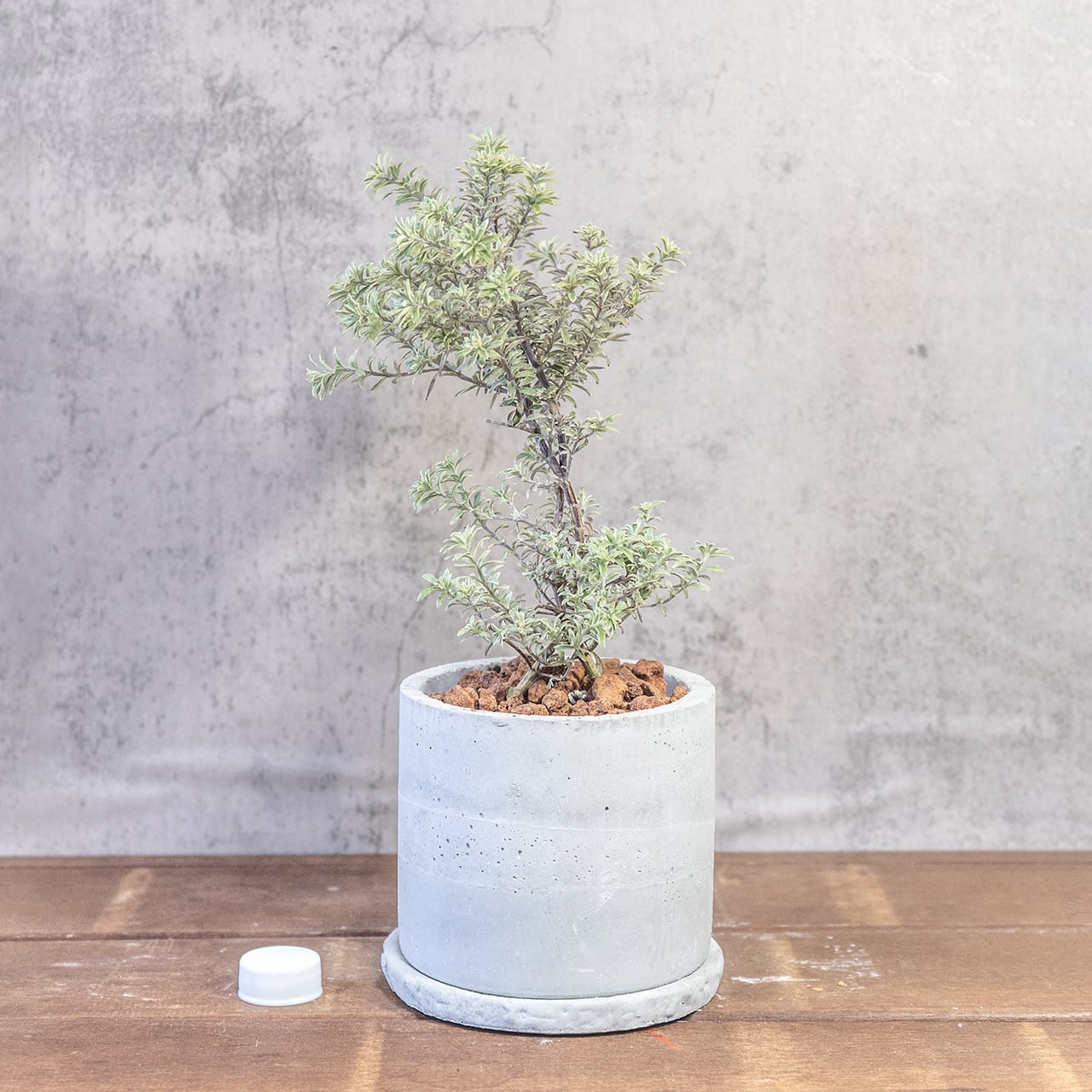 銀葉の美しさ、シルバーの輝き。手づくりモルタル鉢で届けるウエストリンギア・スモーキー。洗練された一鉢、こだわり抜いた一鉢を。■虫発生抑制【全国一律送料850円】